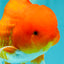 A Grade Red Oranda Male 5.5 inches #070626OR_21