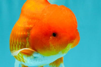 A Grade Red Oranda Male 5.5 inches #070326OR_21