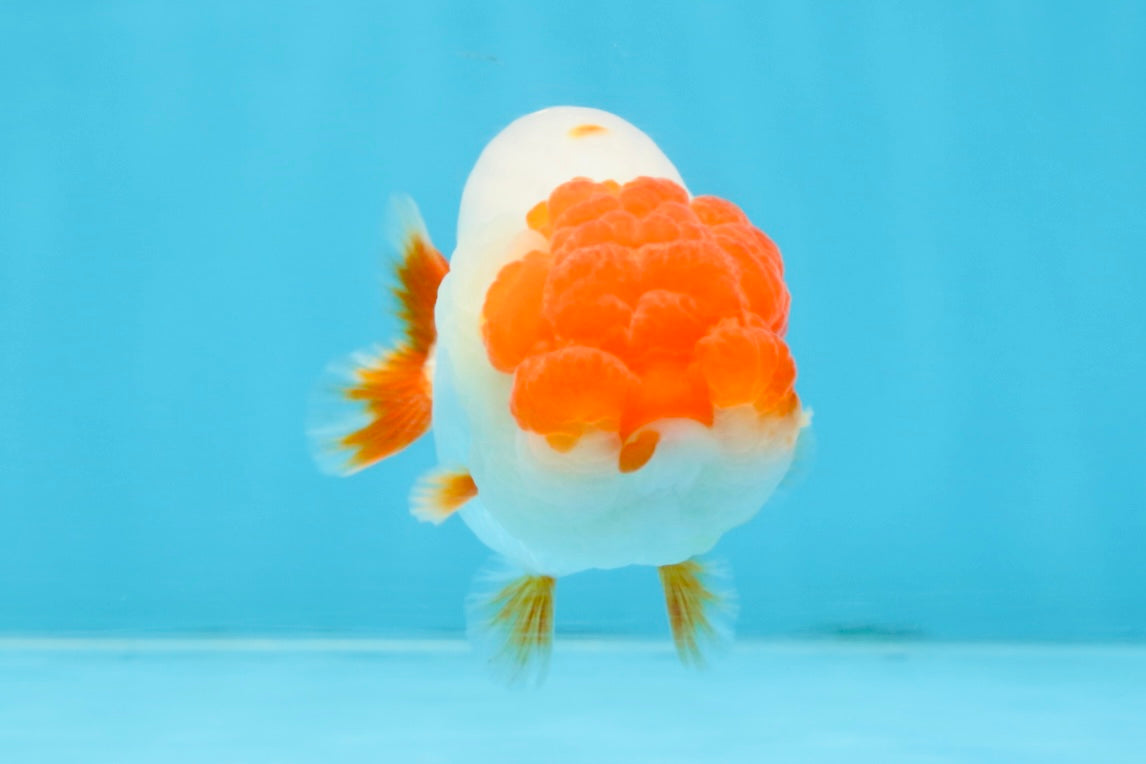 FLUFFY AAA Grade Red Head LionQueen 4-4.5 inches #102425LC_10