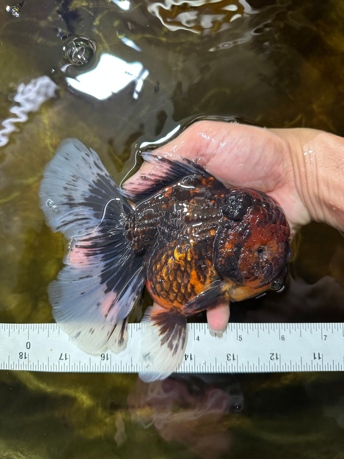 A Grade FLUFFY WEN Tiger Oranda Male 6 inches #082925OR_11