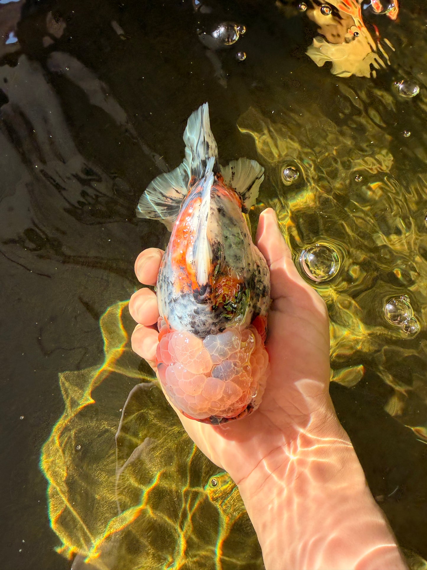 FLUFFY AAA Grade Marble Calico Yuanbao Male 5.5-6 inches #032026YB_20