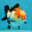 Pompom Tricolor Yuanbao Female 4 inches #050925YB_28
