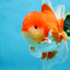 A Grade Red White Oranda Male 5.5-6 inches #080825OR_17
