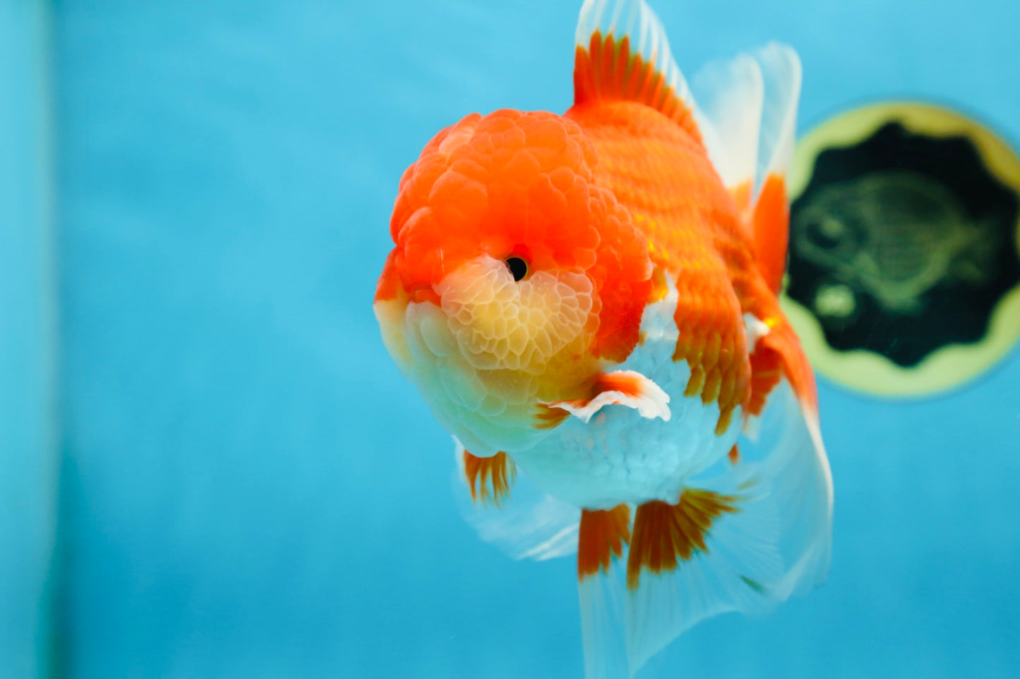 A Grade Red White Oranda Male 5.5-6 inches #080825OR_17