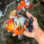 SPECIAL AAA Grade Marble Yuanbao Male 4.5 inches #071726YB_13