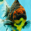 CHUNKY AAA Grade Tiger Oranda Male 6.5-7 inches #072426OR_01