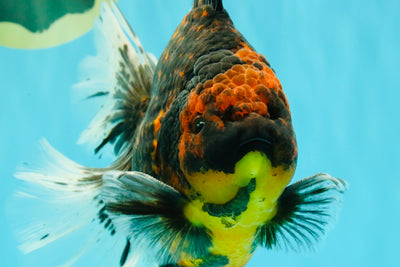 CHUNKY AAA Grade Tiger Oranda Male 6.5-7 inches #072426OR_01