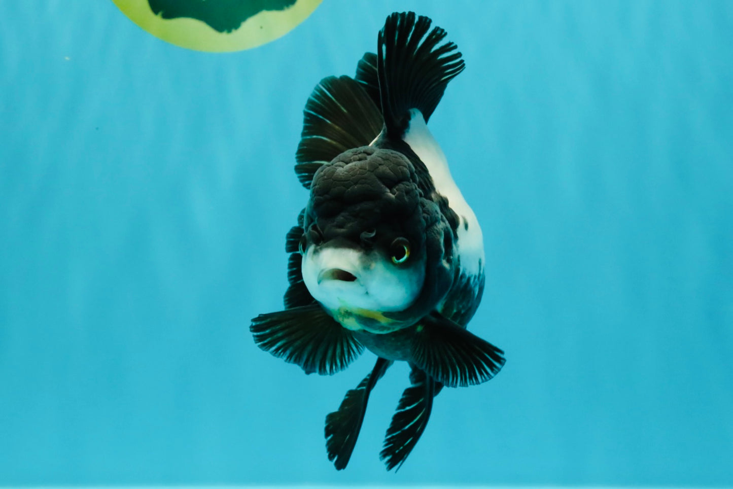 ROYAL A Grade Panda Oranda Female 5.5-6 inches #031326OR_24