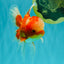 A  Grade Red White Oranda Male 5.5-6 inches #082126OR_07