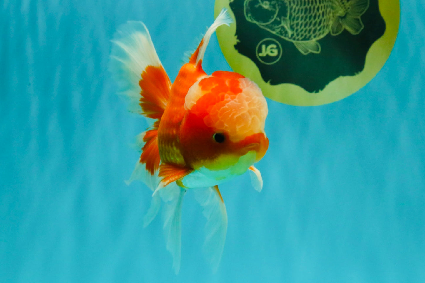 A  Grade Red White Oranda Male 5.5-6 inches #082126OR_07