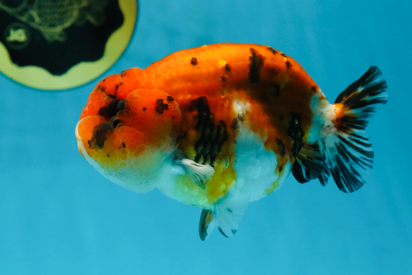 A Grade Tricolor Tiger LionKing 4.5 inches #052325LC_16