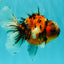 A Grade Beautiful Marble CalicoOranda Male 6-6.5 inches #061926OR_21