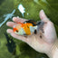 A Grade Tricolor Oranda Male 4.5 inches #050225OR_10