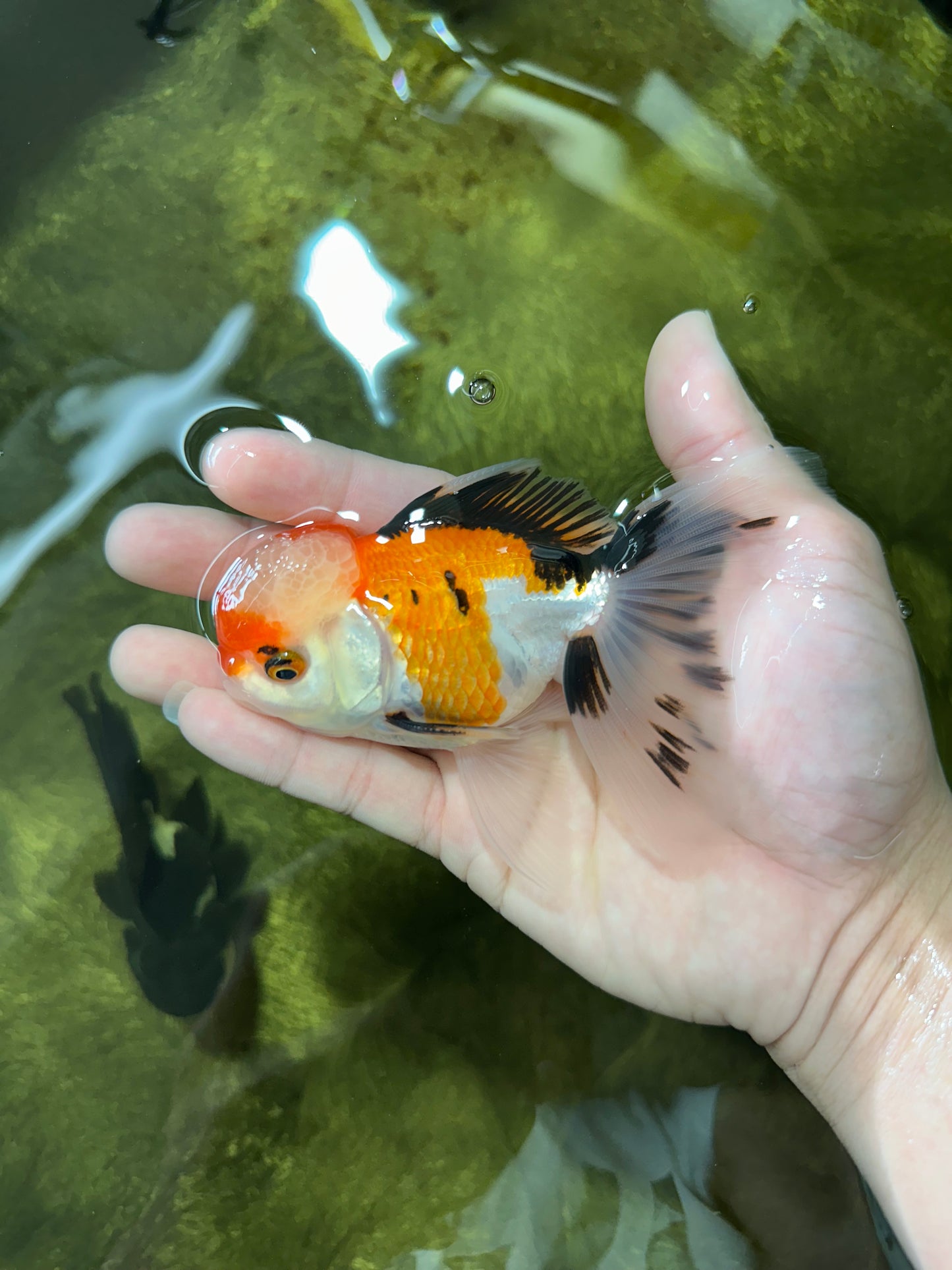 A Grade Tricolor Oranda Male 4.5 inches #050225OR_10