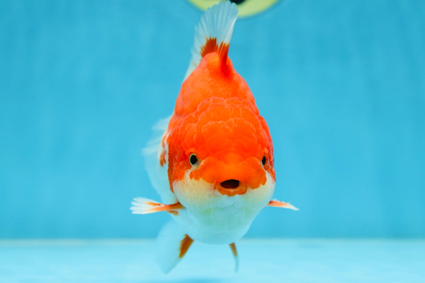 AAA Grade Red White Yuanbao Male 5-5.5 inches #081525YB_05