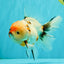 A Grade Sakura Oranda Male 6.5 inches #071726OR_24