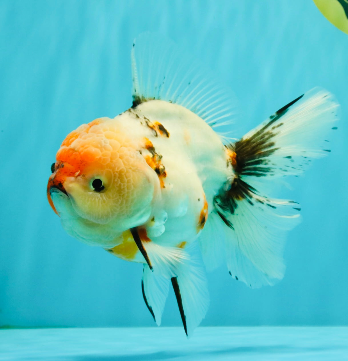 A Grade Sakura Oranda Male 6.5 inches #071726OR_24