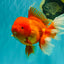 AAA Grade Super Jumbo Red White  Oranda Male 8-8.5 inches #062626OR_04