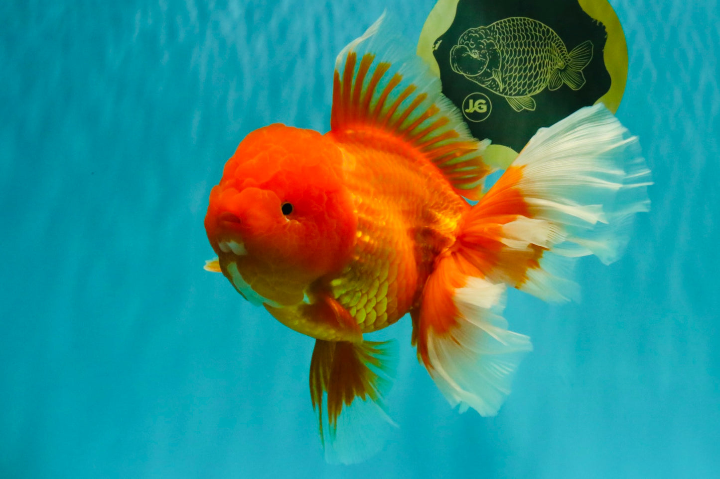 AAA Grade Super Jumbo Red White  Oranda Male 8-8.5 inches #062626OR_04