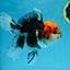 A Grade SUPER WEN Tricolor Oranda Female 6-6.5 inches #072525OR_22