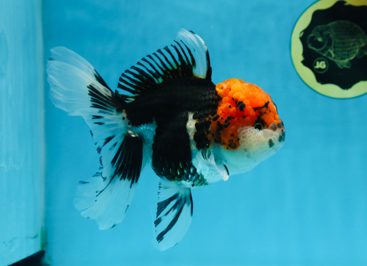 A Grade SUPER WEN Tricolor Oranda Female 6-6.5 inches #072525OR_22