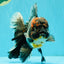 TOOTHLESS A Grade Kirin Oranda Male 6.5 inches #090426OR_01