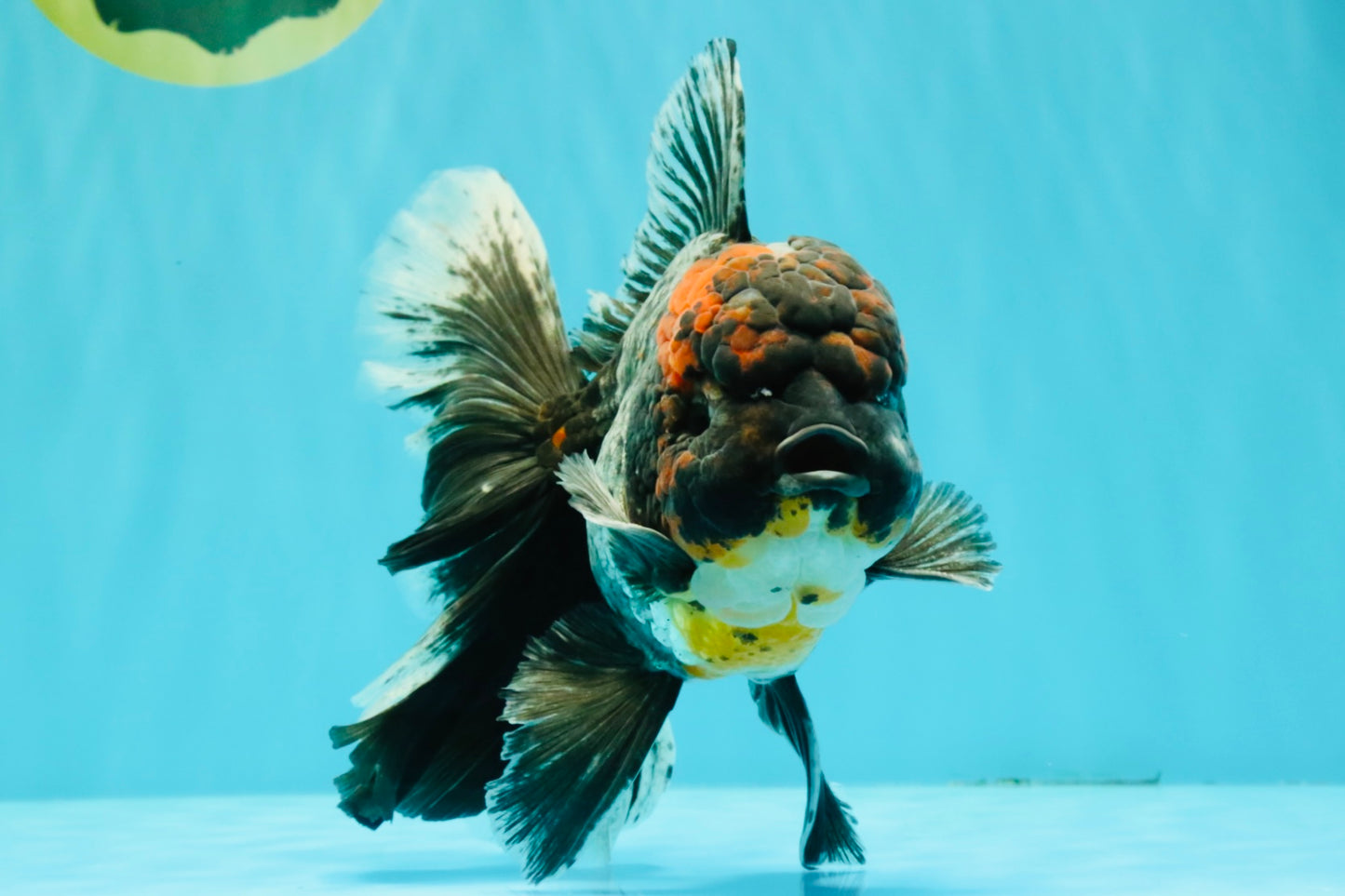 TOOTHLESS A Grade Kirin Oranda Male 6.5 inches #090426OR_01