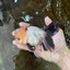 Tricolor Oranda Male 5 inches #051625OR_22
