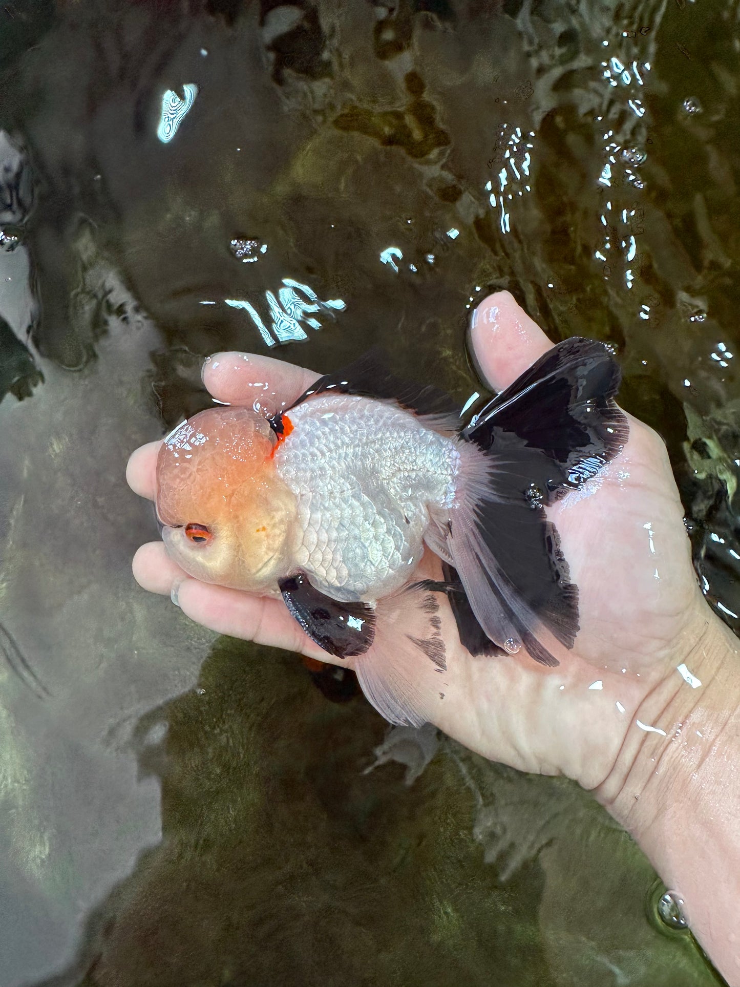 Tricolor Oranda Male 5 inches #051625OR_22