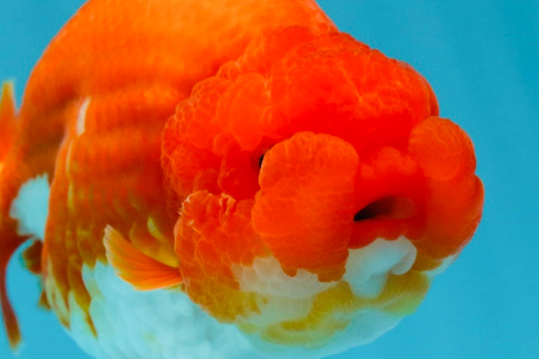 AAA Grade Cherry Red White LionQueen 5 inches #050925LC_16