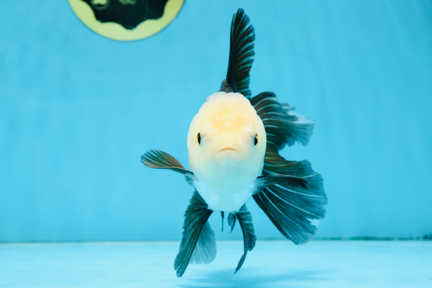 FLUFFY Panda Oranda Male 5-5.5 inches #091925OR_04