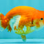 SUPER CUTE A Grade Red White LionQueen 4-4.5 inches #081426LC_16