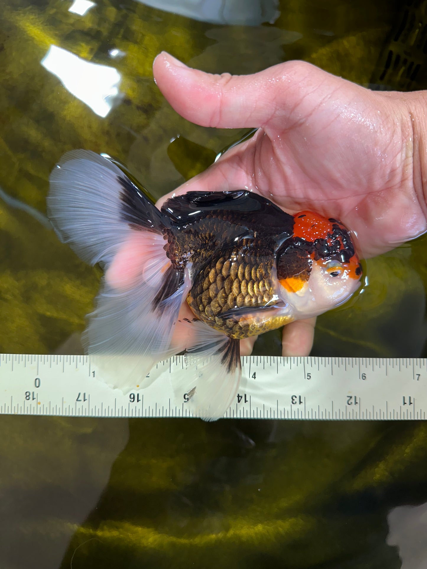 A Grade Tricolor Oranda Female 5.5-6 inches #100325OR_18