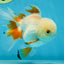 A Grade Orange White Oranda Male 5 inches #060625OR_16