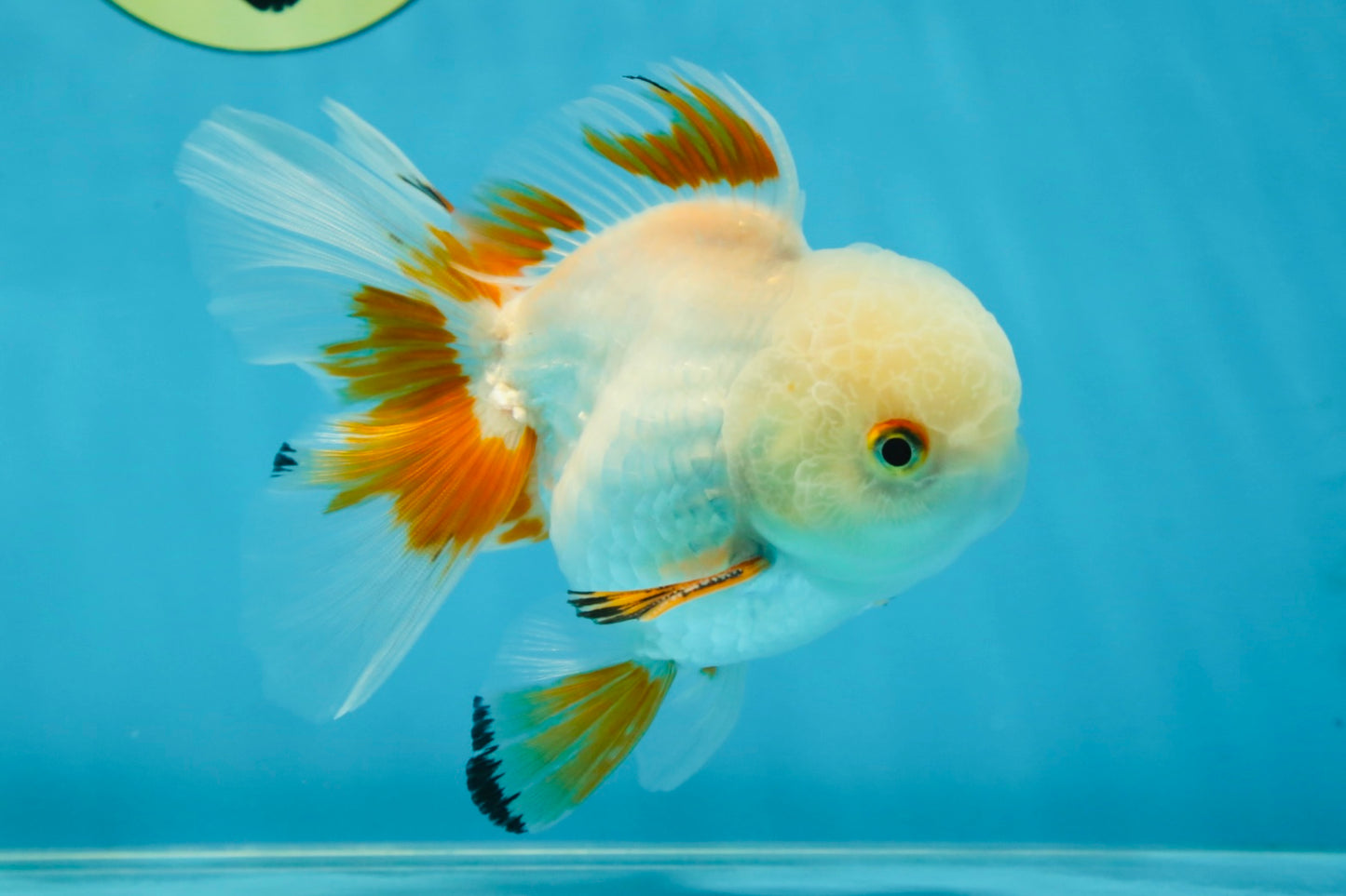 A Grade Orange White Oranda Male 5 inches #060625OR_16
