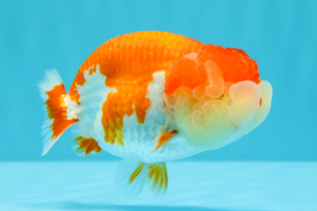 AAA Grade Peekaboo Dragon Head Red White LionQueen 4.5 inches #022726LC_27