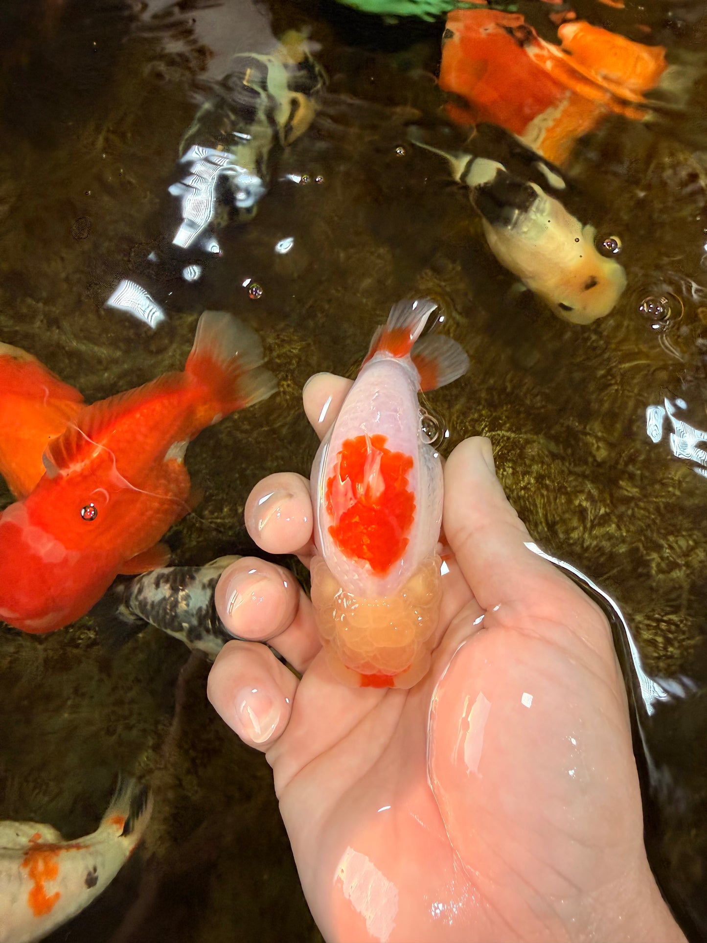 AAA Grade Red White Shark LionQueen 4 inches #101725LC_01