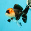 A Grade Ironman Tricolor Oranda Female 5  inches #0510OR_15