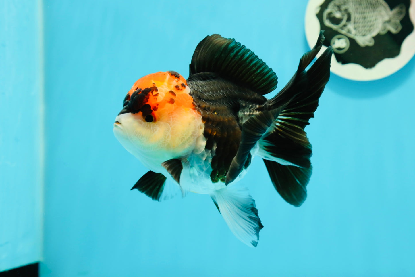 A Grade Ironman Tricolor Oranda Female 5  inches #0510OR_15