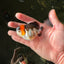 Tricolor Oranda Male 3.5-4 inches #102524OR_20