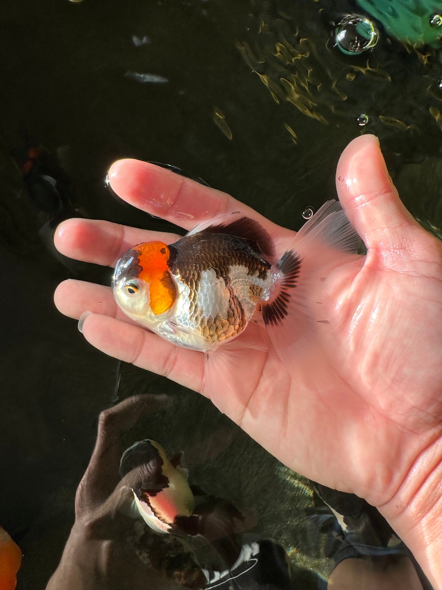 Tricolor Oranda Male 3.5-4 inches #102524OR_20