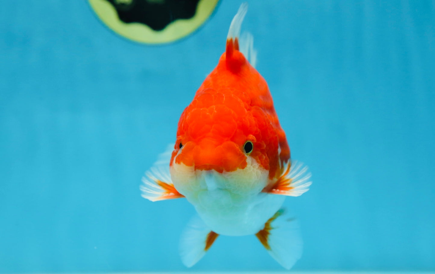 AAA Grade Red White Yuanbao Male 5-5.5 inches #081525YB_05