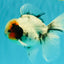 A Grade Two Face Marble Oranda Male 6-6.5 inches #072426OR_11