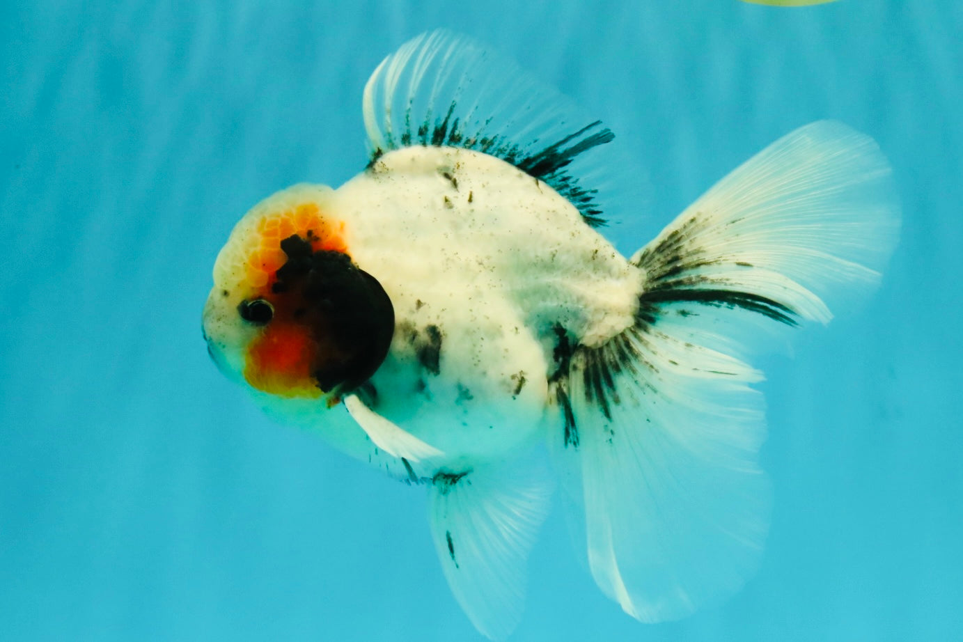 A Grade Two Face Marble Oranda Male 6-6.5 inches #072426OR_11