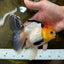 AAA Grade Special Tricolor Button Eyes Oranda Male 5 inches #080825OR_03