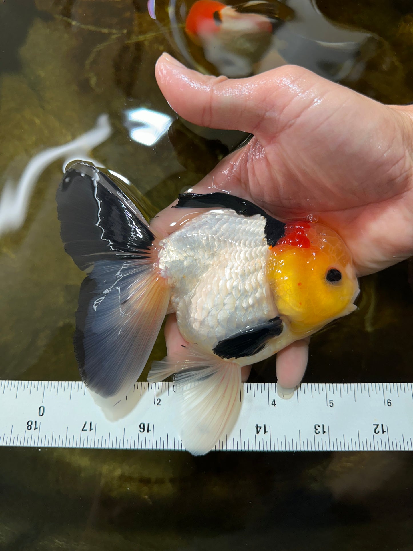 AAA Grade Special Tricolor Button Eyes Oranda Male 5 inches #080825OR_03