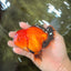 A Grade Apache Oranda Female 5 inches #100926OR_26
