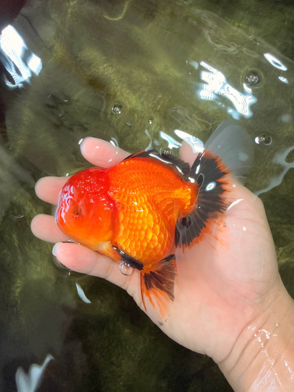 A Grade Apache Oranda Female 5 inches #100926OR_26