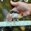 A Grade Angry Bird Tricolor Oranda Male 4.5-5 inches #053025OR_14