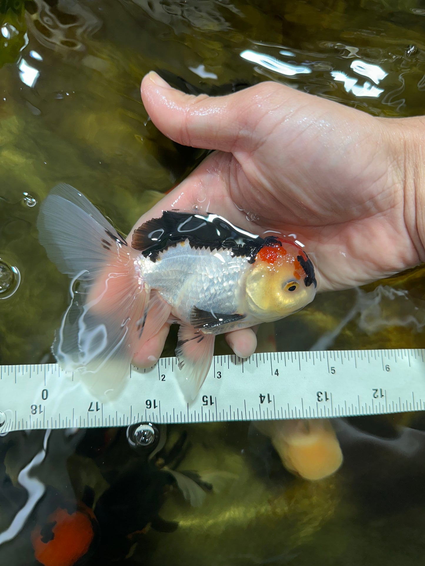 A Grade Angry Bird Tricolor Oranda Male 4.5-5 inches #053025OR_14